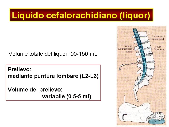 Liquido cefalorachidiano (liquor) Volume totale del liquor: 90 -150 m. L Prelievo: mediante puntura