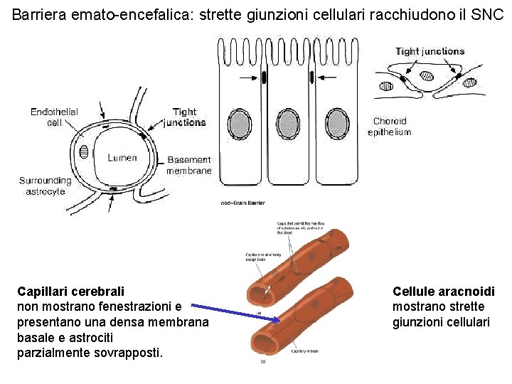Barriera emato-encefalica: strette giunzioni cellulari racchiudono il SNC Capillari cerebrali non mostrano fenestrazioni e