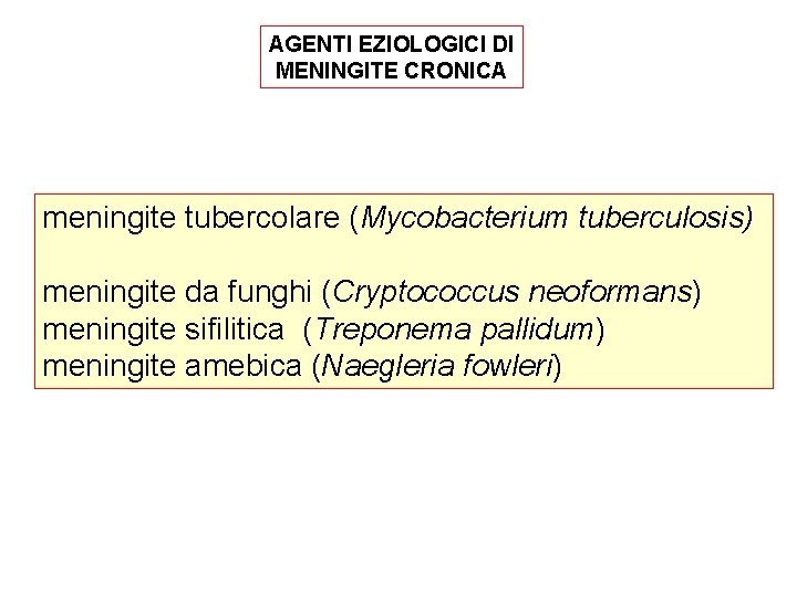 AGENTI EZIOLOGICI DI MENINGITE CRONICA meningite tubercolare (Mycobacterium tuberculosis) meningite da funghi (Cryptococcus neoformans)