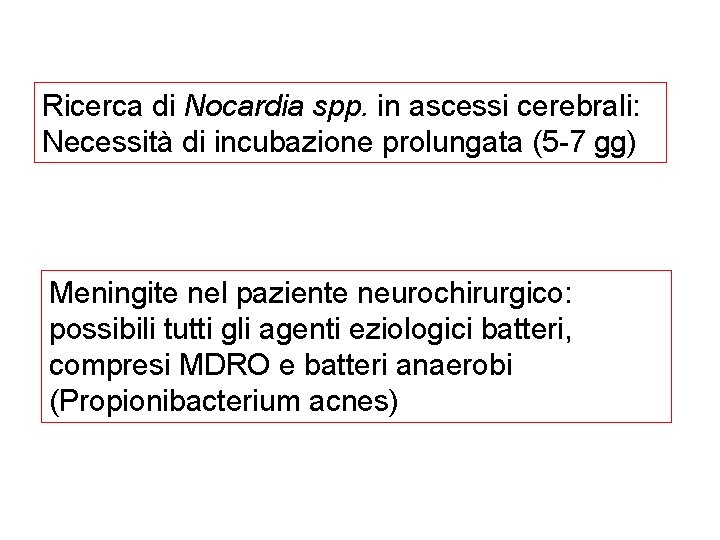 Ricerca di Nocardia spp. in ascessi cerebrali: Necessità di incubazione prolungata (5 -7 gg)