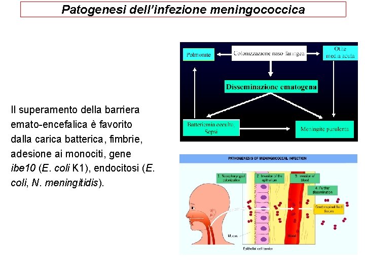 Patogenesi dell’infezione meningococcica Il superamento della barriera emato-encefalica è favorito dalla carica batterica, fimbrie,