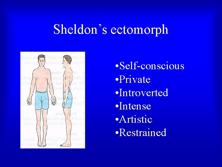 Sheldon’s ectomorph • Self-conscious • Private • Introverted • Intense • Artistic • Restrained Sheldon’s ectomorph • Self-conscious • Private • Introverted • Intense • Artistic • Restrained