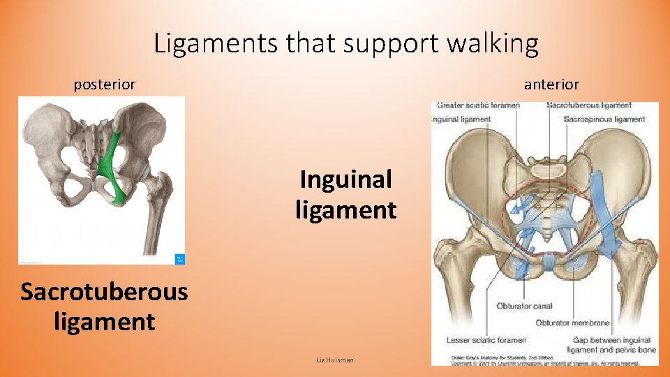 Ligaments that support walking posterior anterior Inguinal ligament Sacrotuberous ligament Liz Huisman Ligaments that support walking posterior anterior Inguinal ligament Sacrotuberous ligament Liz Huisman