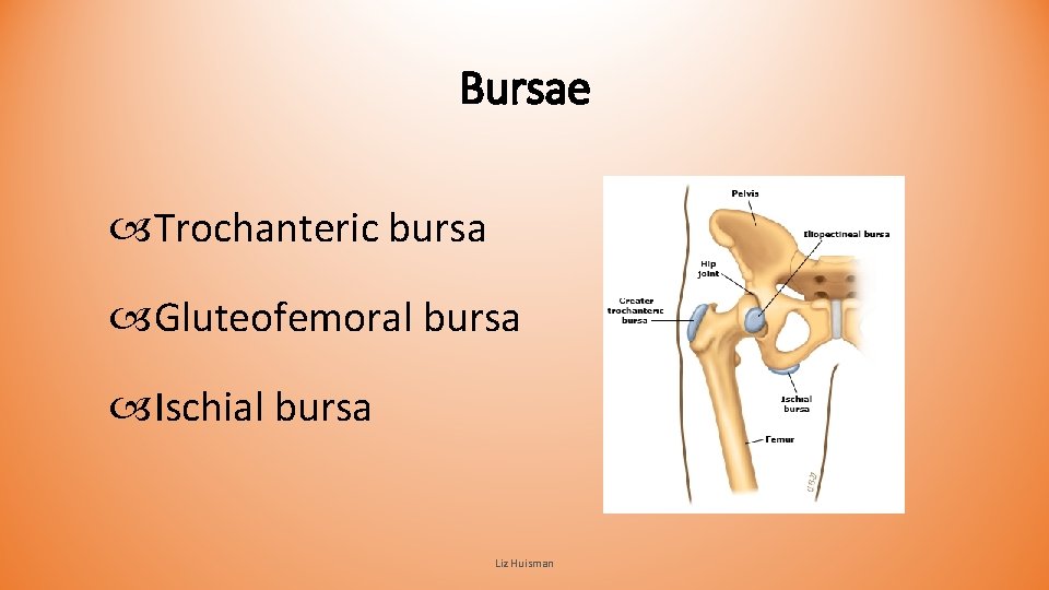 Bursae Trochanteric bursa Gluteofemoral bursa Ischial bursa Liz Huisman Bursae Trochanteric bursa Gluteofemoral bursa Ischial bursa Liz Huisman