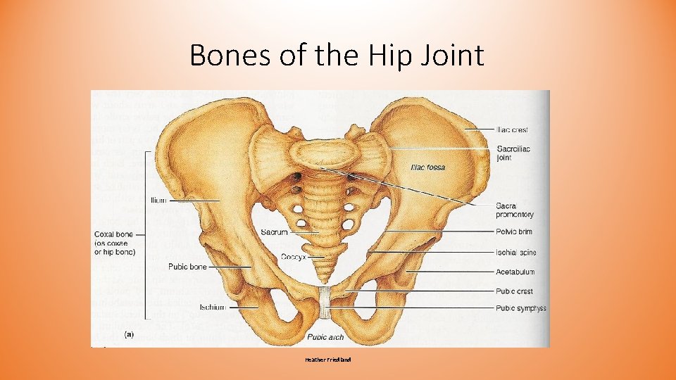 Bones of the Hip Joint Heather Friedland Bones of the Hip Joint Heather Friedland