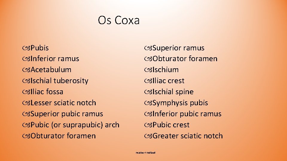 Os Coxa Pubis Inferior ramus Acetabulum Ischial tuberosity Iliac fossa Lesser sciatic notch Superior Os Coxa Pubis Inferior ramus Acetabulum Ischial tuberosity Iliac fossa Lesser sciatic notch Superior