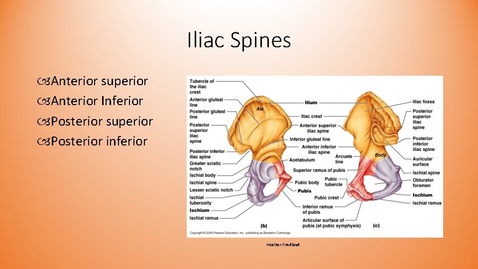 Iliac Spines Anterior superior Anterior Inferior Posterior superior Posterior inferior Heather Friedland Iliac Spines Anterior superior Anterior Inferior Posterior superior Posterior inferior Heather Friedland