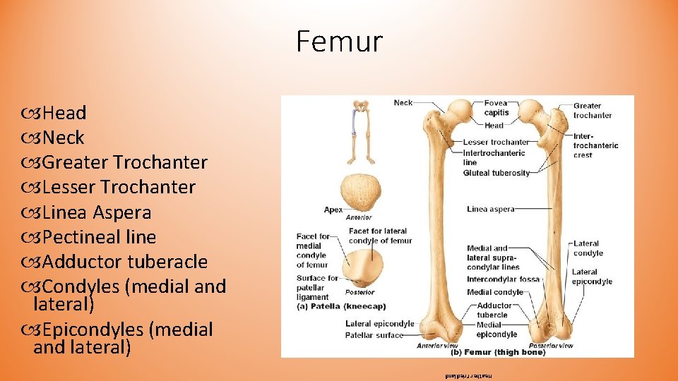 Femur Head Neck Greater Trochanter Lesser Trochanter Linea Aspera Pectineal line Adductor tuberacle Condyles Femur Head Neck Greater Trochanter Lesser Trochanter Linea Aspera Pectineal line Adductor tuberacle Condyles