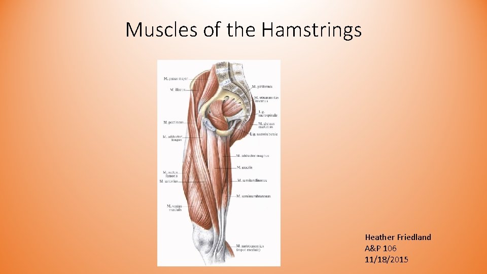 Muscles of the Hamstrings Heather Friedland A&P 106 11/18/2015 Muscles of the Hamstrings Heather Friedland A&P 106 11/18/2015