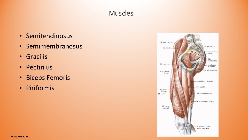 Muscles • • • Semitendinosus Semimembranosus Gracilis Pectinius Biceps Femoris Piriformis Heather Friedland Muscles • • • Semitendinosus Semimembranosus Gracilis Pectinius Biceps Femoris Piriformis Heather Friedland