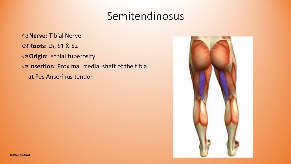 Semitendinosus Nerve: Tibial Nerve Roots: L 5, S 1 & S 2 Origin: Ischial Semitendinosus Nerve: Tibial Nerve Roots: L 5, S 1 & S 2 Origin: Ischial