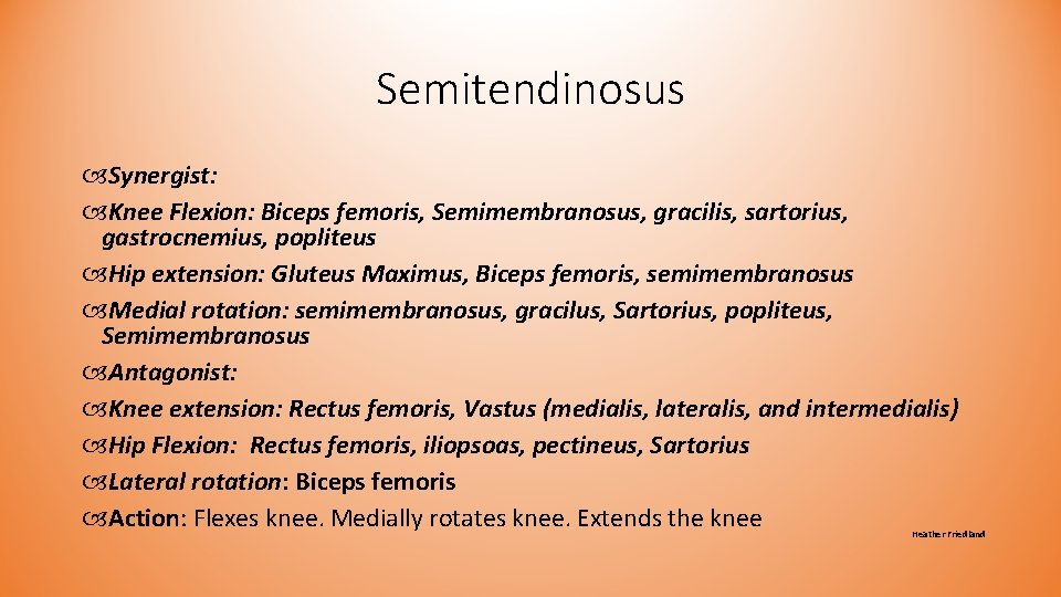 Semitendinosus Synergist: Knee Flexion: Biceps femoris, Semimembranosus, gracilis, sartorius, gastrocnemius, popliteus Hip extension: Gluteus Semitendinosus Synergist: Knee Flexion: Biceps femoris, Semimembranosus, gracilis, sartorius, gastrocnemius, popliteus Hip extension: Gluteus