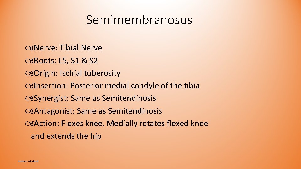 Semimembranosus Nerve: Tibial Nerve Roots: L 5, S 1 & S 2 Origin: Ischial Semimembranosus Nerve: Tibial Nerve Roots: L 5, S 1 & S 2 Origin: Ischial