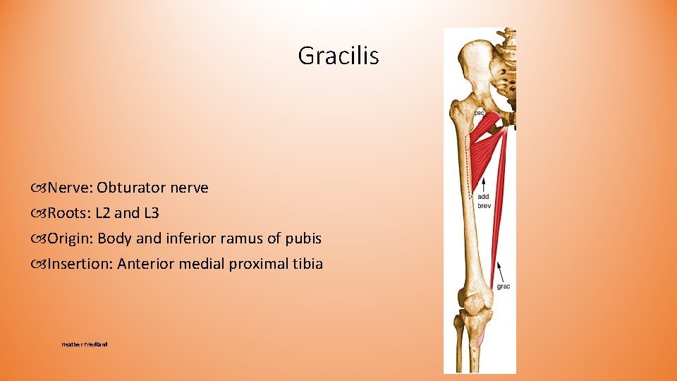 Gracilis Nerve: Obturator nerve Roots: L 2 and L 3 Origin: Body and inferior Gracilis Nerve: Obturator nerve Roots: L 2 and L 3 Origin: Body and inferior