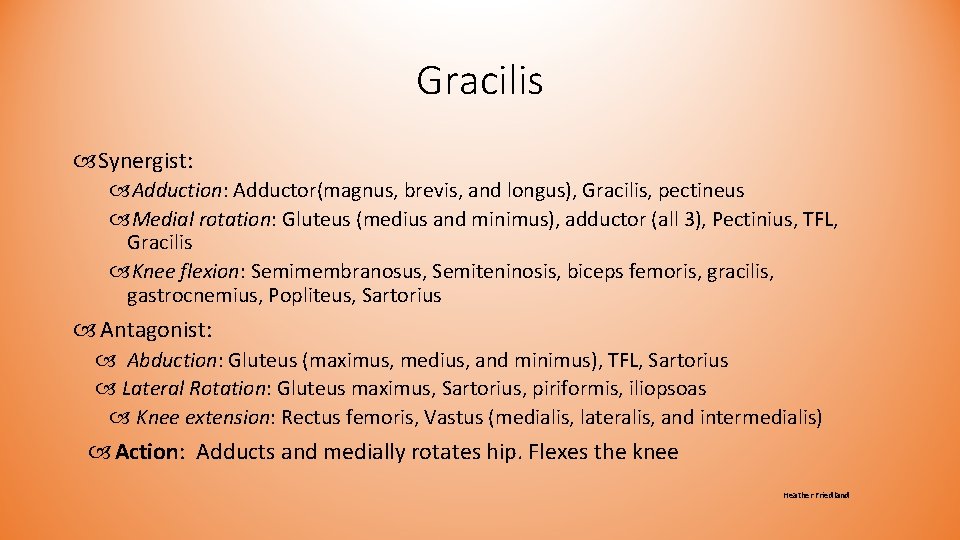 Gracilis Synergist: Adduction: Adductor(magnus, brevis, and longus), Gracilis, pectineus Medial rotation: Gluteus (medius and Gracilis Synergist: Adduction: Adductor(magnus, brevis, and longus), Gracilis, pectineus Medial rotation: Gluteus (medius and