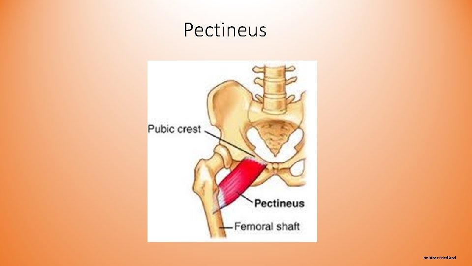 Pectineus Heather Friedland Pectineus Heather Friedland