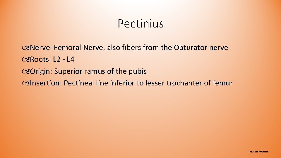 Pectinius Nerve: Femoral Nerve, also fibers from the Obturator nerve Roots: L 2 - Pectinius Nerve: Femoral Nerve, also fibers from the Obturator nerve Roots: L 2 -