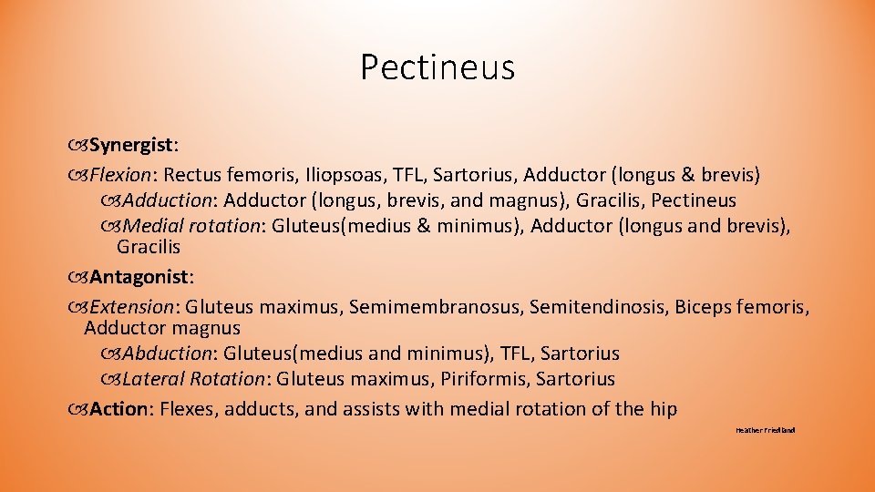 Pectineus Synergist: Flexion: Rectus femoris, Iliopsoas, TFL, Sartorius, Adductor (longus & brevis) Adduction: Adductor Pectineus Synergist: Flexion: Rectus femoris, Iliopsoas, TFL, Sartorius, Adductor (longus & brevis) Adduction: Adductor