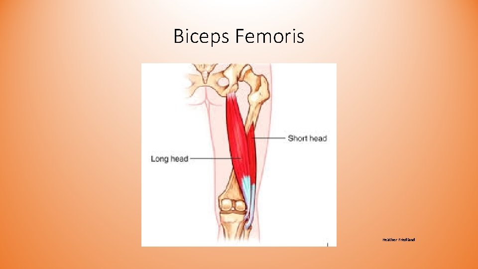 Biceps Femoris Heather Friedland Biceps Femoris Heather Friedland