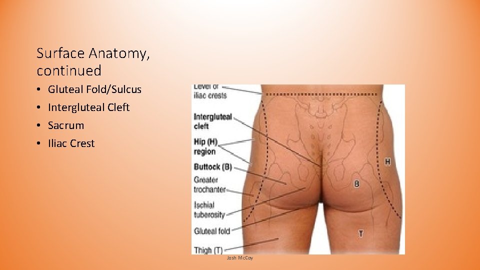 Surface Anatomy, continued • • Gluteal Fold/Sulcus Intergluteal Cleft Sacrum Iliac Crest Josh Mc. Surface Anatomy, continued • • Gluteal Fold/Sulcus Intergluteal Cleft Sacrum Iliac Crest Josh Mc.