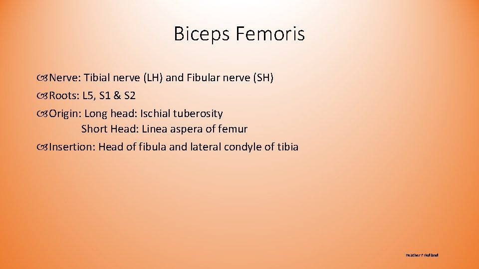 Biceps Femoris Nerve: Tibial nerve (LH) and Fibular nerve (SH) Roots: L 5, S Biceps Femoris Nerve: Tibial nerve (LH) and Fibular nerve (SH) Roots: L 5, S