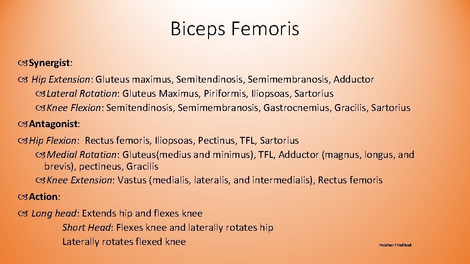 Biceps Femoris Synergist: Hip Extension: Gluteus maximus, Semitendinosis, Semimembranosis, Adductor Lateral Rotation: Gluteus Maximus, Biceps Femoris Synergist: Hip Extension: Gluteus maximus, Semitendinosis, Semimembranosis, Adductor Lateral Rotation: Gluteus Maximus,