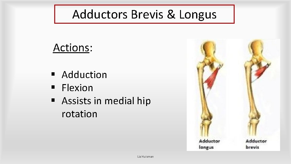 Adductors Brevis & Longus Actions: § Adduction § Flexion § Assists in medial hip Adductors Brevis & Longus Actions: § Adduction § Flexion § Assists in medial hip