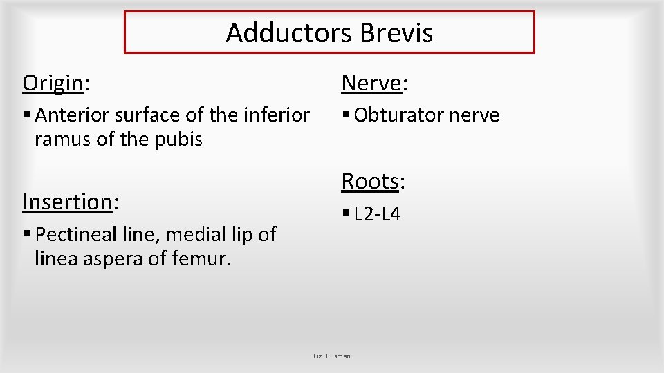 Adductors Brevis Origin: Nerve: § Anterior surface of the inferior ramus of the pubis Adductors Brevis Origin: Nerve: § Anterior surface of the inferior ramus of the pubis