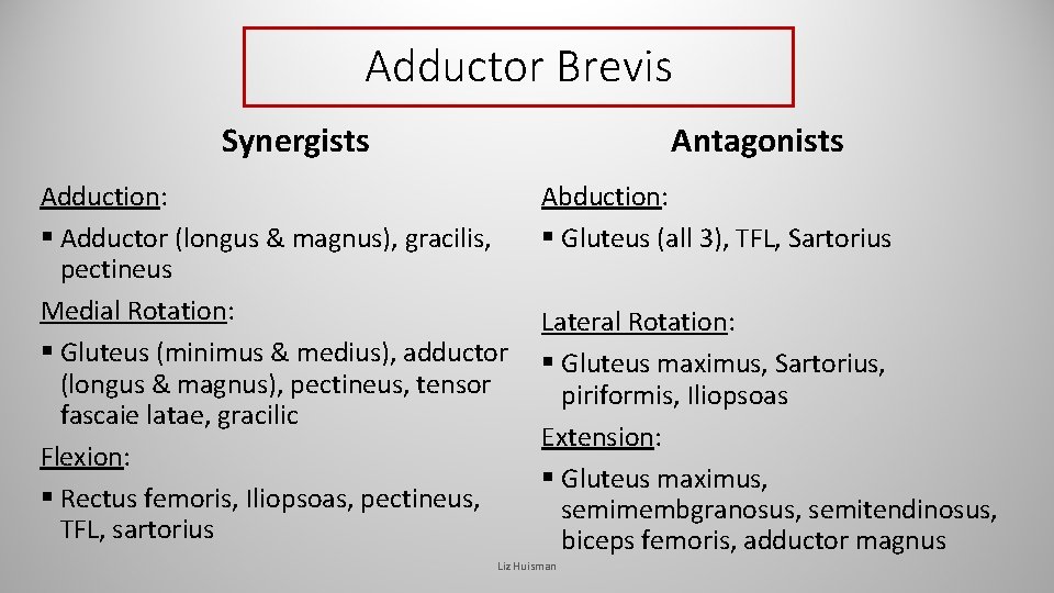 Adductor Brevis Synergists Antagonists Adduction: § Adductor (longus & magnus), gracilis, pectineus Medial Rotation: Adductor Brevis Synergists Antagonists Adduction: § Adductor (longus & magnus), gracilis, pectineus Medial Rotation: