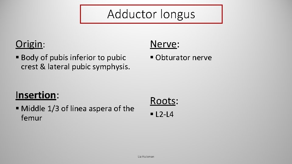 Adductor longus Origin: Nerve: § Body of pubis inferior to pubic crest & lateral Adductor longus Origin: Nerve: § Body of pubis inferior to pubic crest & lateral