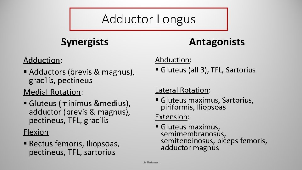 Adductor Longus Synergists Adduction: § Adductors (brevis & magnus), gracilis, pectineus Medial Rotation: § Adductor Longus Synergists Adduction: § Adductors (brevis & magnus), gracilis, pectineus Medial Rotation: §