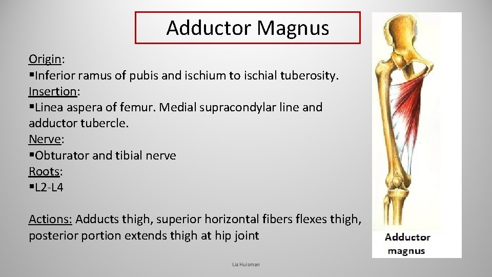 Adductor Magnus Origin: §Inferior ramus of pubis and ischium to ischial tuberosity. Insertion: §Linea Adductor Magnus Origin: §Inferior ramus of pubis and ischium to ischial tuberosity. Insertion: §Linea