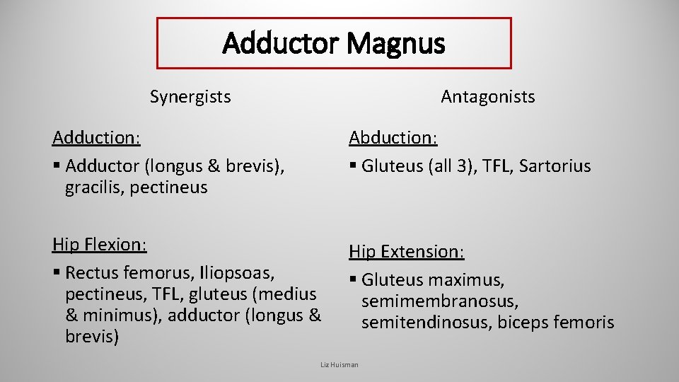Adductor Magnus Synergists Antagonists Adduction: § Adductor (longus & brevis), gracilis, pectineus Abduction: § Adductor Magnus Synergists Antagonists Adduction: § Adductor (longus & brevis), gracilis, pectineus Abduction: §