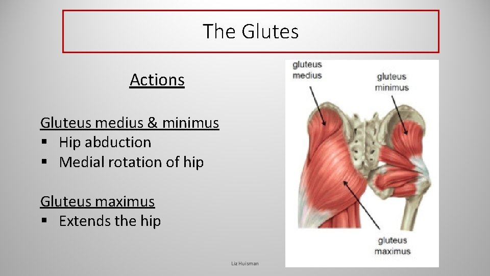 The Glutes Actions Gluteus medius & minimus § Hip abduction § Medial rotation of The Glutes Actions Gluteus medius & minimus § Hip abduction § Medial rotation of