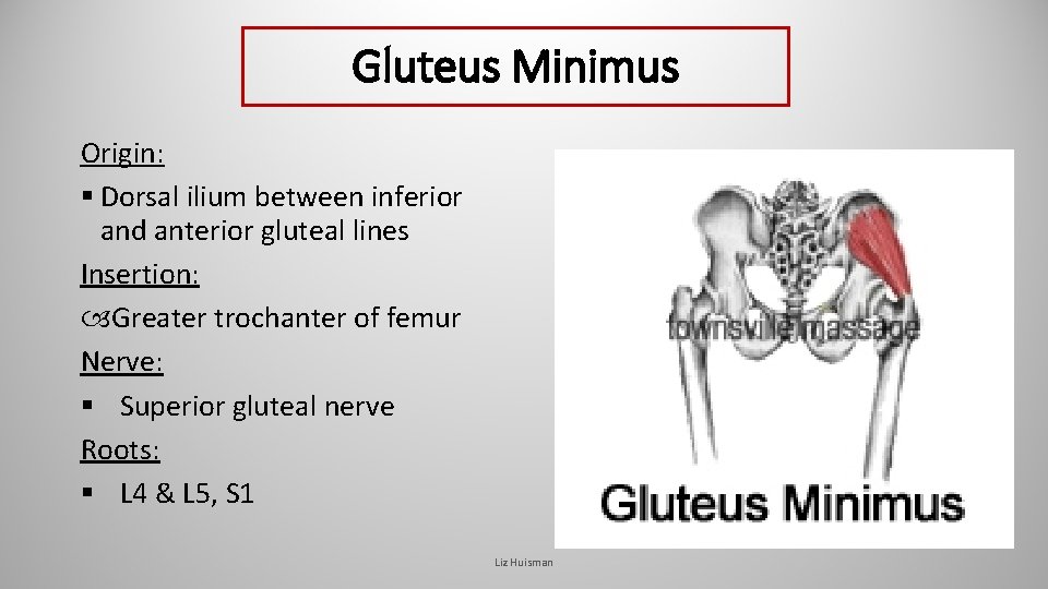 Gluteus Minimus Origin: § Dorsal ilium between inferior and anterior gluteal lines Insertion: Greater Gluteus Minimus Origin: § Dorsal ilium between inferior and anterior gluteal lines Insertion: Greater