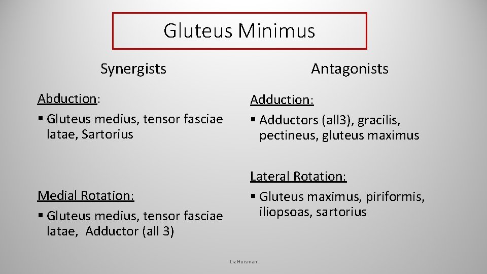 Gluteus Minimus Synergists Abduction: § Gluteus medius, tensor fasciae latae, Sartorius Medial Rotation: § Gluteus Minimus Synergists Abduction: § Gluteus medius, tensor fasciae latae, Sartorius Medial Rotation: §