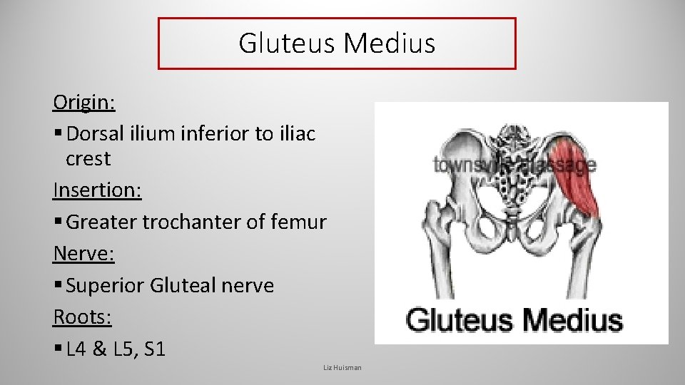 Gluteus Medius Origin: § Dorsal ilium inferior to iliac crest Insertion: § Greater trochanter Gluteus Medius Origin: § Dorsal ilium inferior to iliac crest Insertion: § Greater trochanter