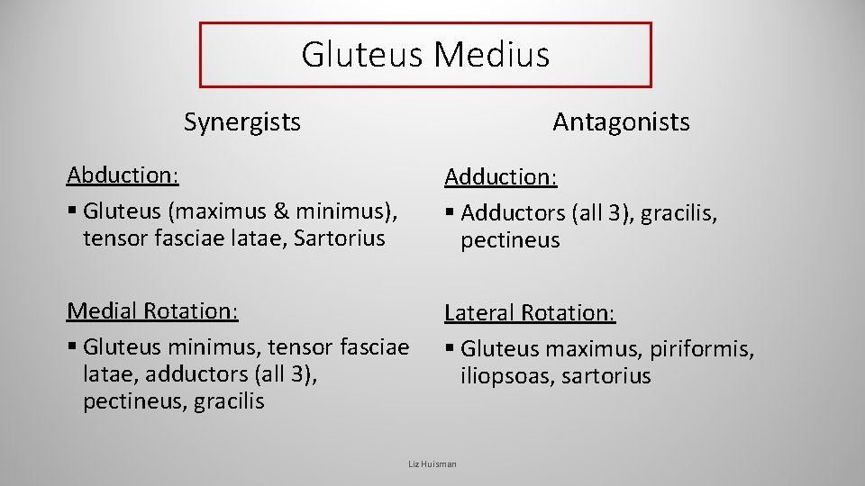 Gluteus Medius Synergists Antagonists Abduction: § Gluteus (maximus & minimus), tensor fasciae latae, Sartorius Gluteus Medius Synergists Antagonists Abduction: § Gluteus (maximus & minimus), tensor fasciae latae, Sartorius