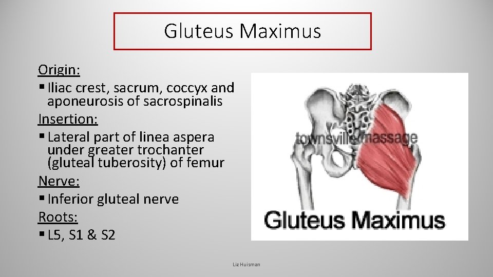 Gluteus Maximus Origin: § Iliac crest, sacrum, coccyx and aponeurosis of sacrospinalis Insertion: § Gluteus Maximus Origin: § Iliac crest, sacrum, coccyx and aponeurosis of sacrospinalis Insertion: §