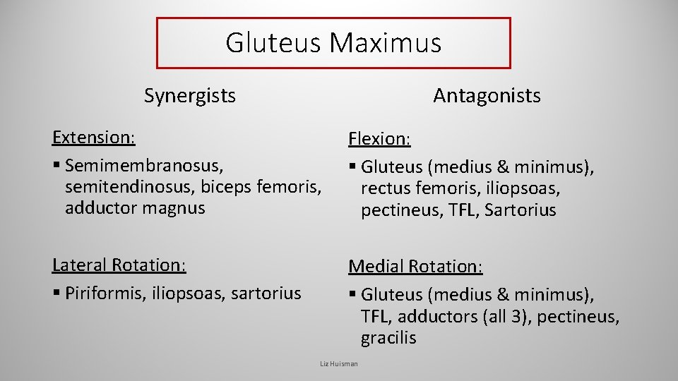 Gluteus Maximus Synergists Antagonists Extension: § Semimembranosus, semitendinosus, biceps femoris, adductor magnus Flexion: § Gluteus Maximus Synergists Antagonists Extension: § Semimembranosus, semitendinosus, biceps femoris, adductor magnus Flexion: §