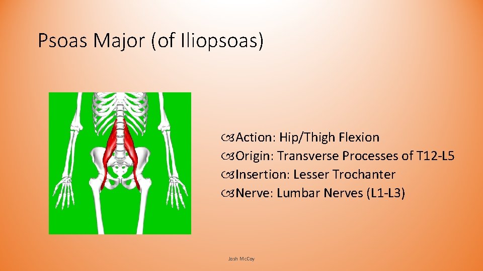 Psoas Major (of Iliopsoas) Action: Hip/Thigh Flexion Origin: Transverse Processes of T 12 -L Psoas Major (of Iliopsoas) Action: Hip/Thigh Flexion Origin: Transverse Processes of T 12 -L