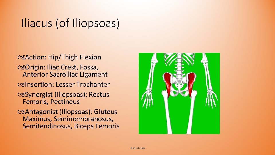 Iliacus (of Iliopsoas) Action: Hip/Thigh Flexion Origin: Iliac Crest, Fossa, Anterior Sacroiliac Ligament Insertion: Iliacus (of Iliopsoas) Action: Hip/Thigh Flexion Origin: Iliac Crest, Fossa, Anterior Sacroiliac Ligament Insertion:
