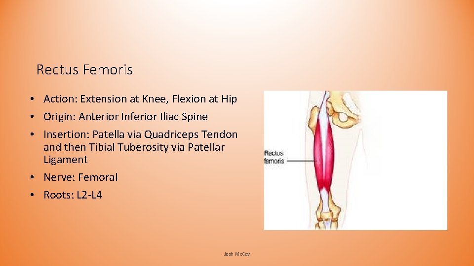 Rectus Femoris • Action: Extension at Knee, Flexion at Hip • Origin: Anterior Inferior Rectus Femoris • Action: Extension at Knee, Flexion at Hip • Origin: Anterior Inferior