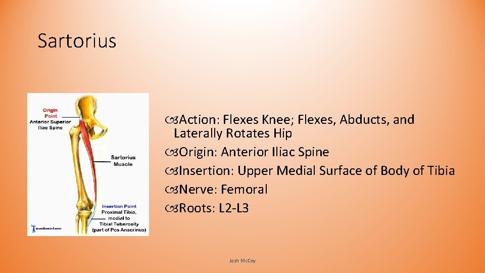 Sartorius Action: Flexes Knee; Flexes, Abducts, and Laterally Rotates Hip Origin: Anterior Iliac Spine Sartorius Action: Flexes Knee; Flexes, Abducts, and Laterally Rotates Hip Origin: Anterior Iliac Spine