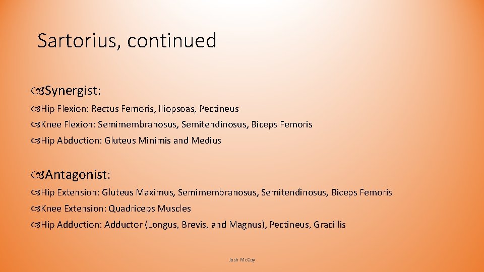 Sartorius, continued Synergist: Hip Flexion: Rectus Femoris, Iliopsoas, Pectineus Knee Flexion: Semimembranosus, Semitendinosus, Biceps Sartorius, continued Synergist: Hip Flexion: Rectus Femoris, Iliopsoas, Pectineus Knee Flexion: Semimembranosus, Semitendinosus, Biceps