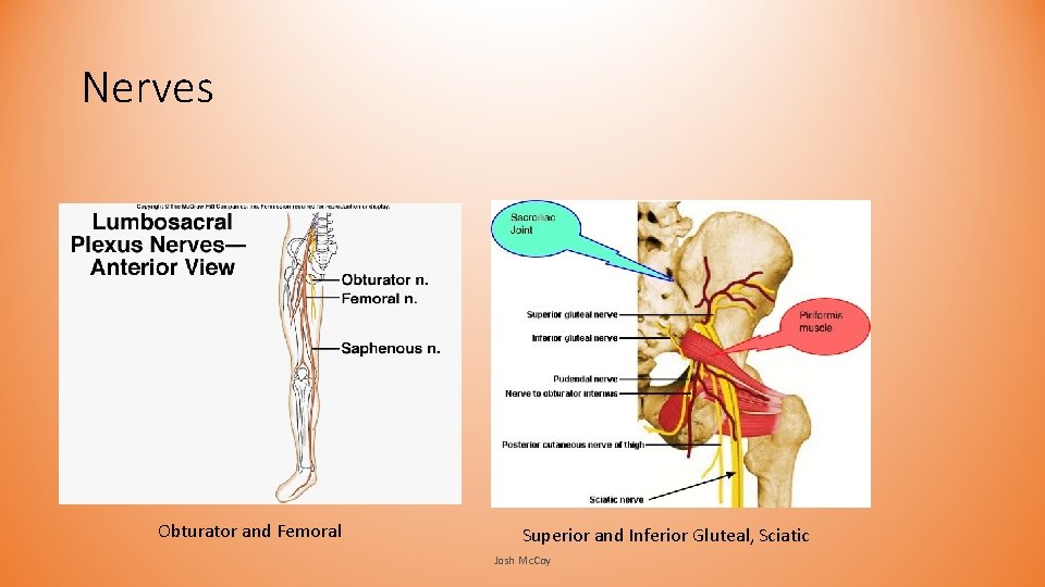 Nerves Obturator and Femoral Superior and Inferior Gluteal, Sciatic Josh Mc. Coy Nerves Obturator and Femoral Superior and Inferior Gluteal, Sciatic Josh Mc. Coy