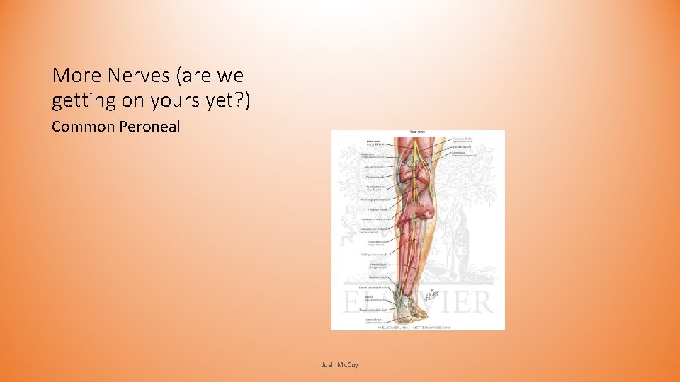 More Nerves (are we getting on yours yet? ) Common Peroneal Josh Mc. Coy More Nerves (are we getting on yours yet? ) Common Peroneal Josh Mc. Coy