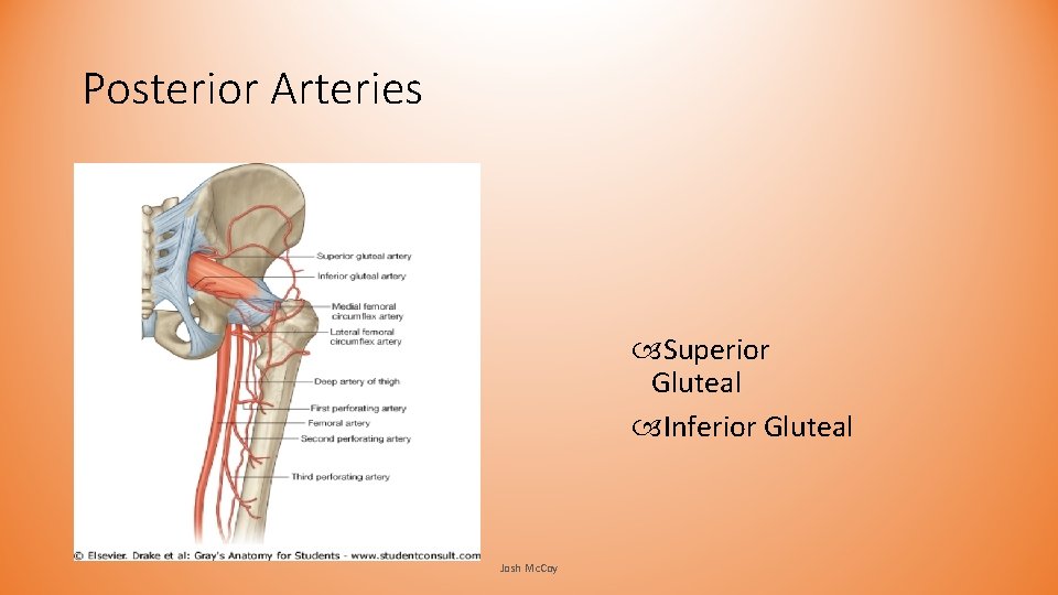 Posterior Arteries Superior Gluteal Inferior Gluteal Josh Mc. Coy Posterior Arteries Superior Gluteal Inferior Gluteal Josh Mc. Coy