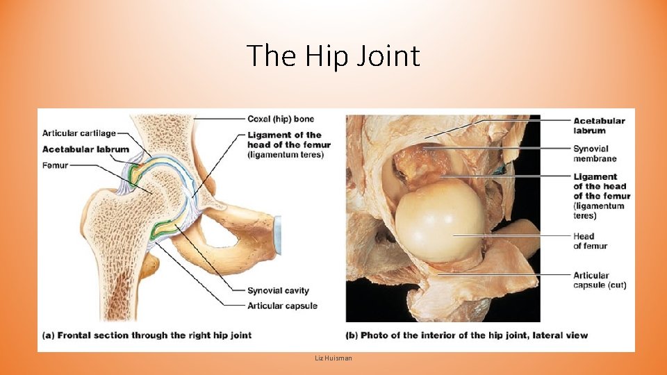 The Hip Joint Liz Huisman The Hip Joint Liz Huisman