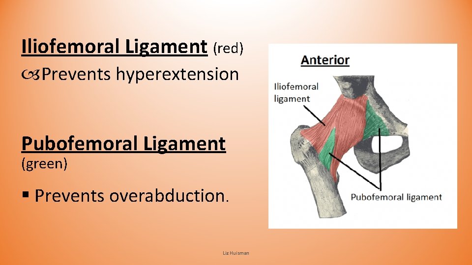 Iliofemoral Ligament (red) Prevents hyperextension Pubofemoral Ligament (green) § Prevents overabduction. Liz Huisman Iliofemoral Ligament (red) Prevents hyperextension Pubofemoral Ligament (green) § Prevents overabduction. Liz Huisman